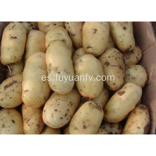 venta caliente de patata fresca tengzhou